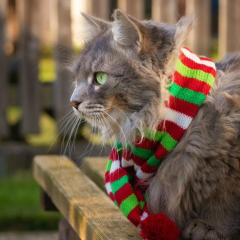 Передбачення погоди на початок листопада