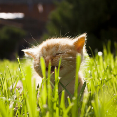 Осіння погода з дощами та грозами