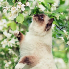 Заморозки та літня спека: синоптик дав прогноз