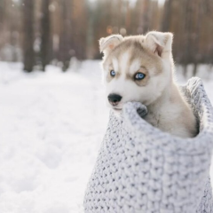 Деревья покрыты снегом и гололедицей