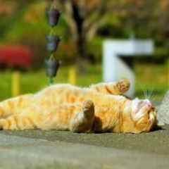 Прогноз погоди на Київщині: дощі