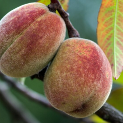 Персики и абрикосы на фоне поля