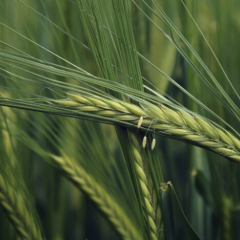 Експорт зерна з України зменшився майже вдвічі