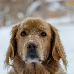 Циклон с мокрым снегом