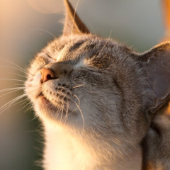 Гидрометцентр рассказал о жаре в Киеве