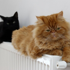 Зима без світла та тепла