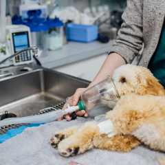 Выбор лучшего оборудования для ветеринарии от Biovet
