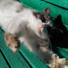 Бабине літо в Україні