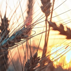 Зерно України в експортній системі Росії