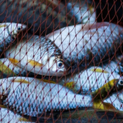 Отруйна риба в Чорному морі