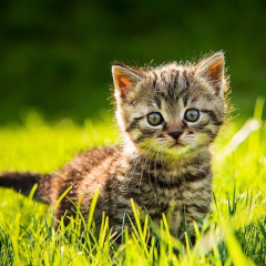 Прогноз погоди в Київській області