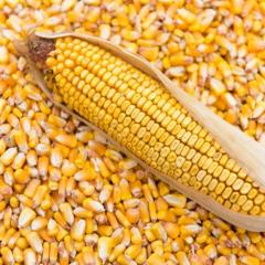 Прогноз экспорта украинской кукурузы от USDA