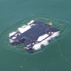 Изображение подводного дрона в морском порту