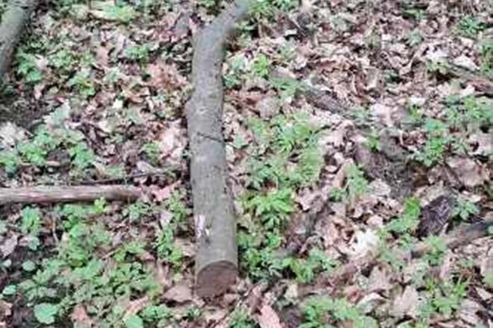 Ветка граба изъята исполнительной службой