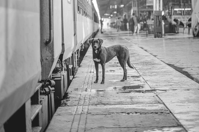 Правила перевозки животных: изменения Укрзалізниці