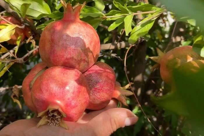 Гранатовый сад поблизости от Одессы
