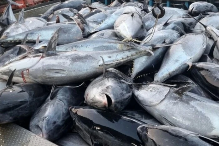 Рыбаки в Южной Корее возвращают тунца