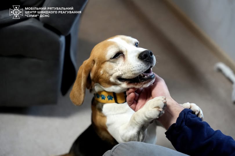 Пес Тото допомагає рятувальникам в Сумщині