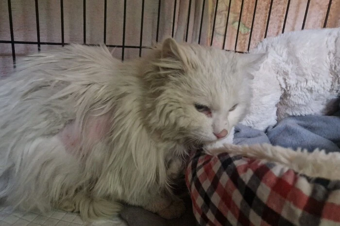 Кот в мешке среди мусора в Кропивницком