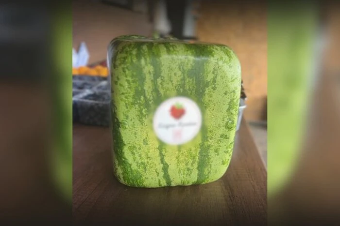 Фермер вирощує квадратні кавуни