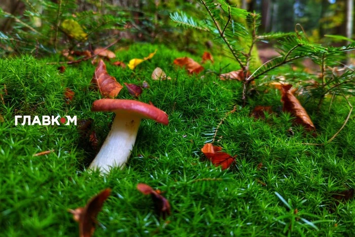 Облачно с небольшими дождями в Украине