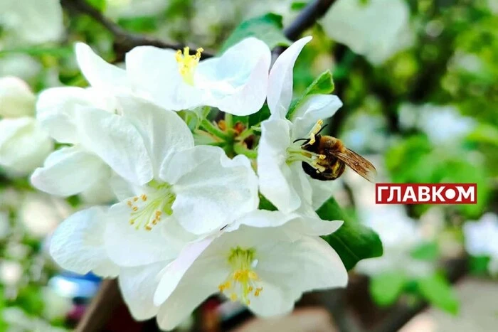 Прогноз погоди на 9 травня