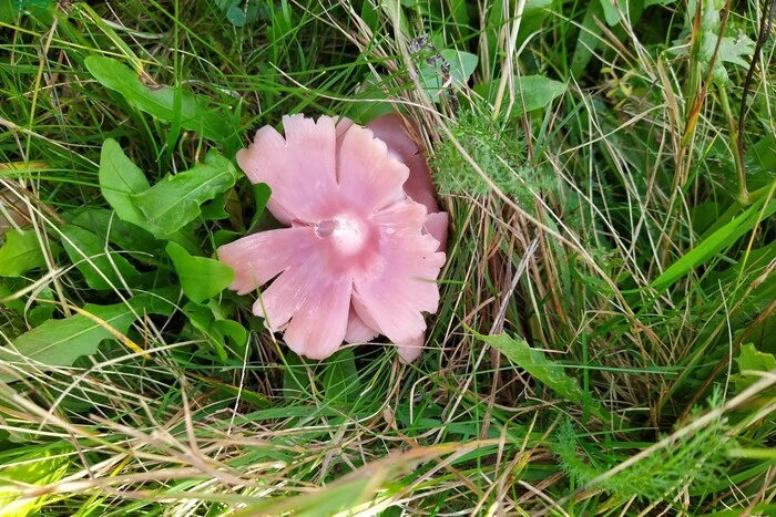 Редкий гриб в Украине: важность изучения