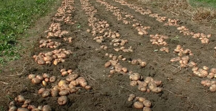 Посадка картошки в апреле 2025 года