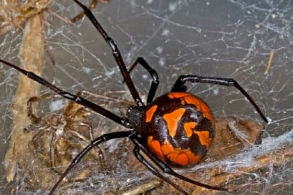 Закрытие большого порта в Германии