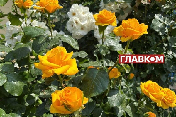 Погода на 11 июня в Украине