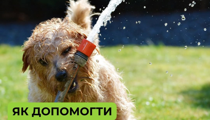 Советы по спасению животных от жары
