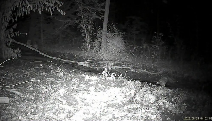 Редкое семейство краснокнижных пугачей в Хотине