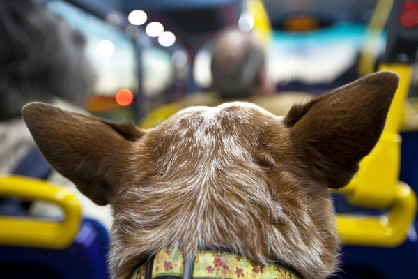 Правила перевозки животных в Украине