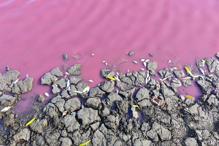 Рыба погибла от розовой воды