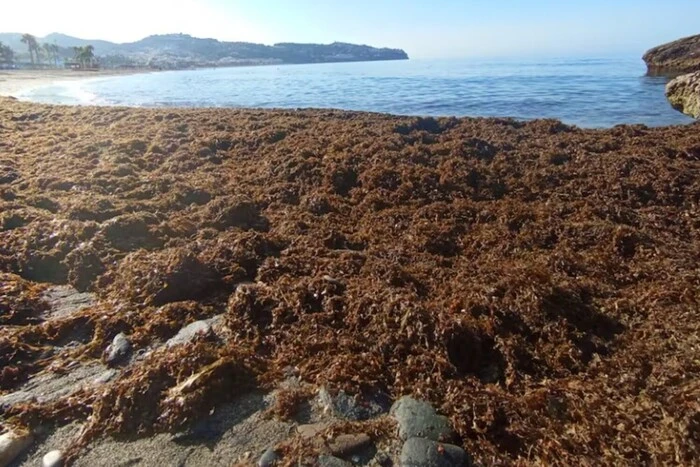 Несколько тонн водорослей на испанском пляже