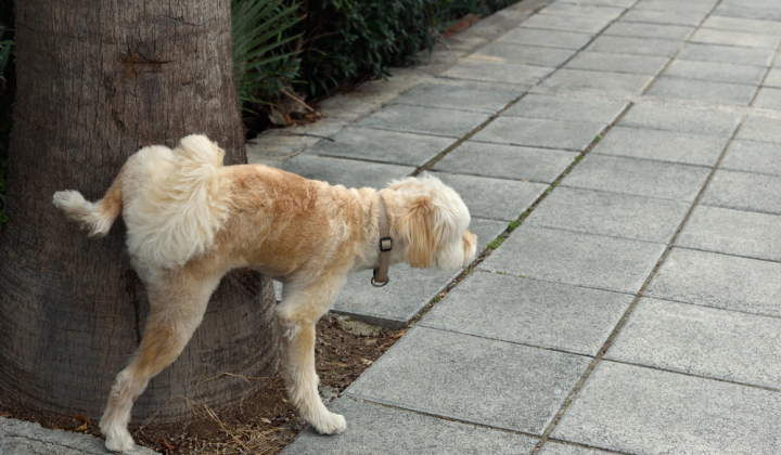 Dog owners urged to flush urine