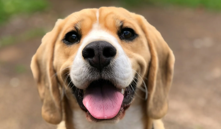 Dogs recognize statistical regularities in languages