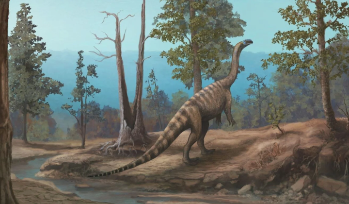 Новий вид ящура Musango matusadonaensis