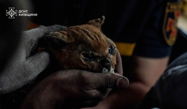 Cat with burns among the ruins