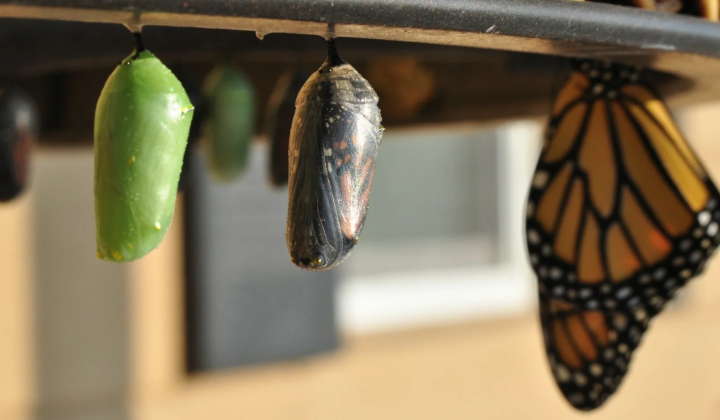 Israeli scientists prove unexpected evolution
