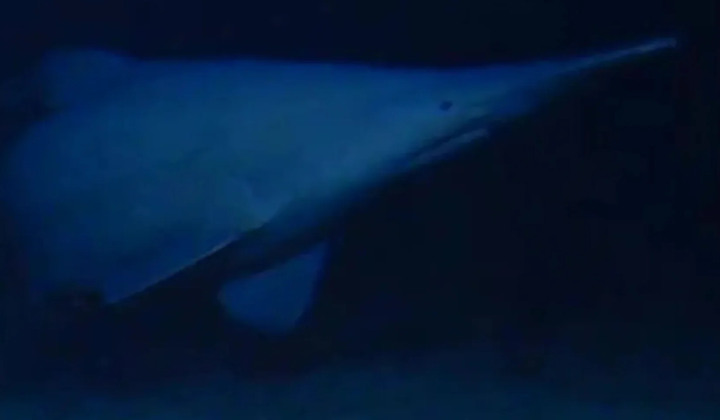 Live goblin shark on video