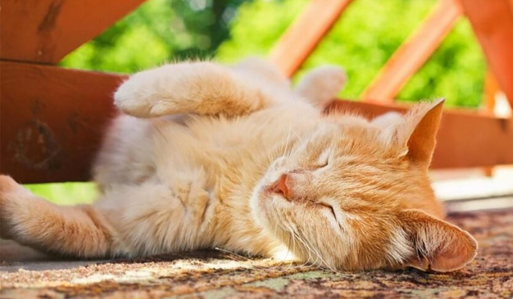 Украина, новый жаркий фронт, синоптик Диденко