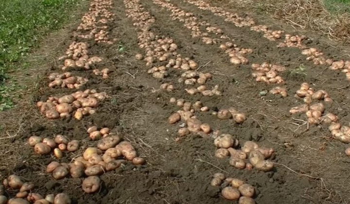 Садження картоплі у квітні 2025 року