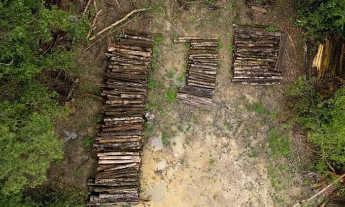 Картинка о вырубке лесов в Бразилии