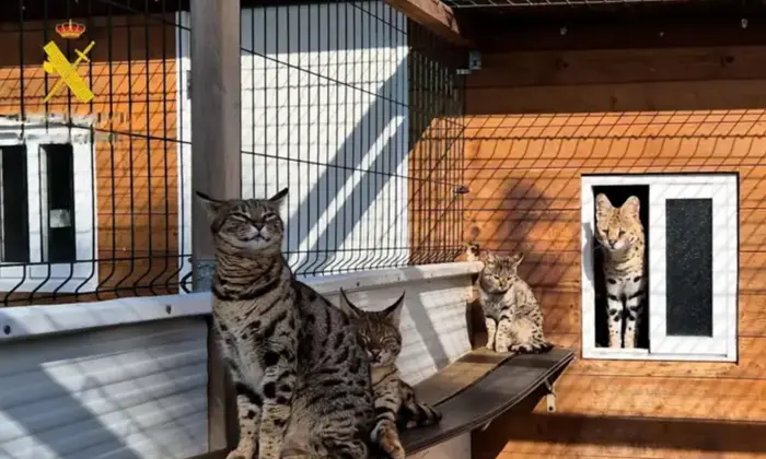 Пара, занимающаяся контрабандой котов