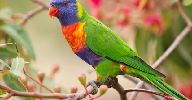 Image of a rare bird on the island