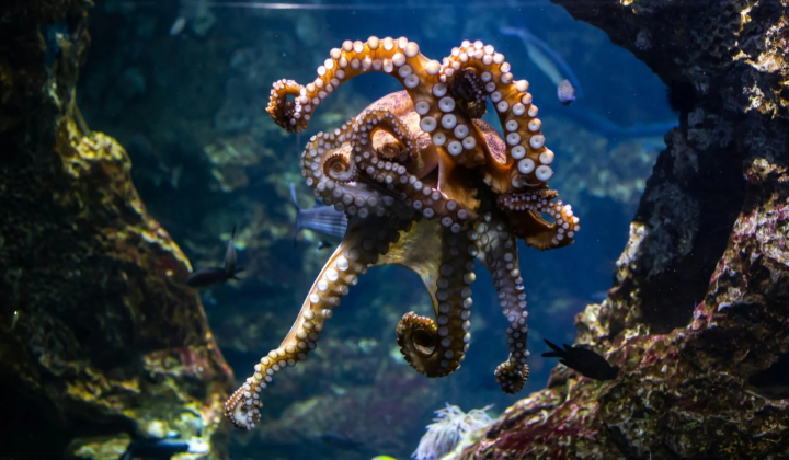 Octopuses deprived of social brain