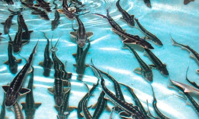 Осетрові риби зникають в Україні