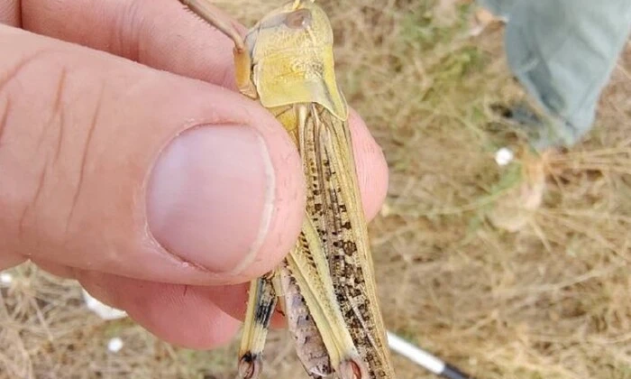 Сарани атакують Запоріжжя: еколог пояснює