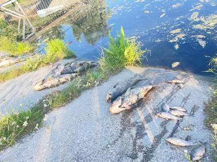 Death of fish in Kyiv region